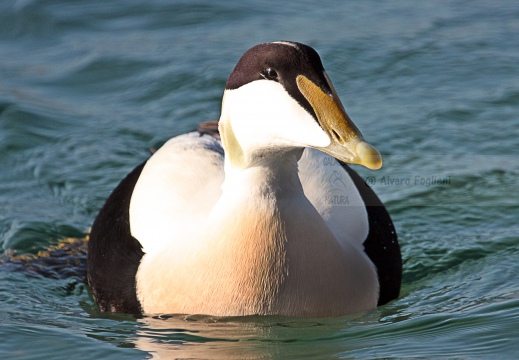 EDREDONE, Eider, Somateria mollissima