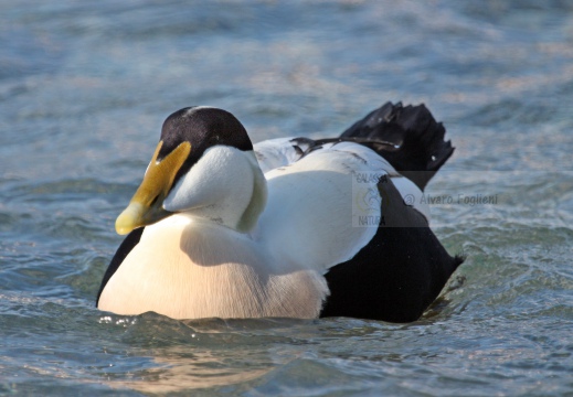 EDREDONE, Eider, Somateria mollissima