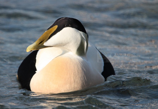 EDREDONE, Eider, Somateria mollissima