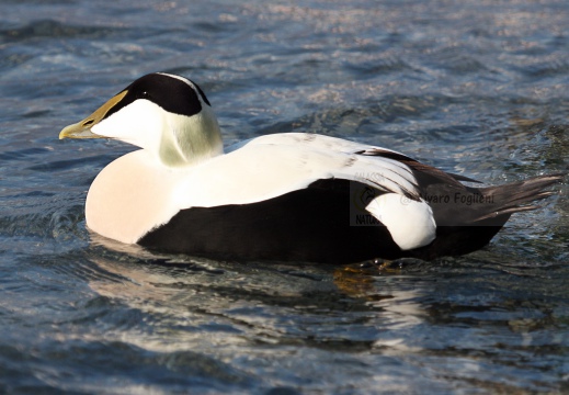 EDREDONE, Eider, Somateria mollissima