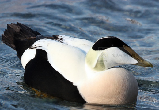 EDREDONE, Eider, Somateria mollissima