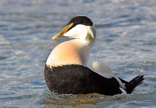 EDREDONE, Eider, Somateria mollissima