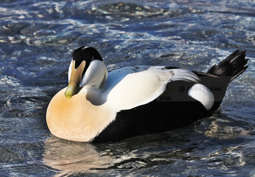 EDREDONE, Eider, Somateria mollissima