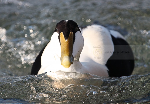 EDREDONE, Eider, Somateria mollissima