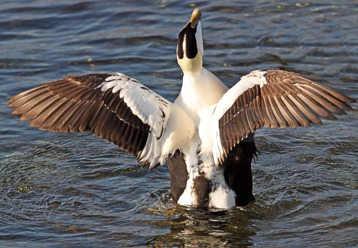 EDREDONE, Eider, Somateria mollissima