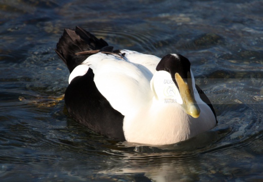 EDREDONE, Eider, Somateria mollissima