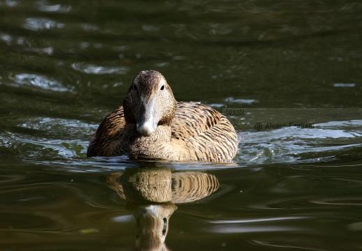 EDREDONE, Eider, Somateria mollissima