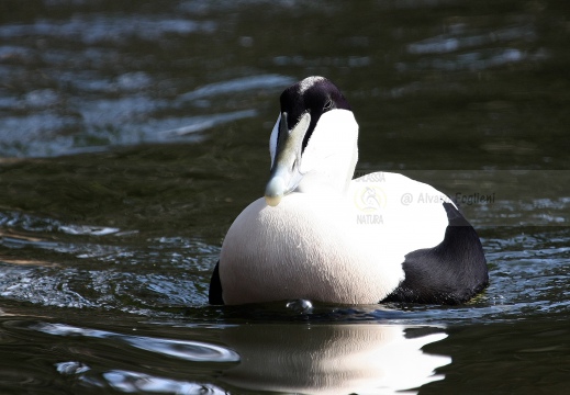 EDREDONE, Eider, Somateria mollissima