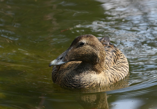 EDREDONE, Eider, Somateria mollissima