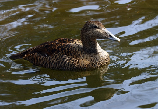 EDREDONE, Eider, Somateria mollissima