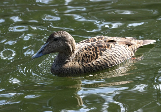 EDREDONE, Eider, Somateria mollissima