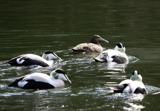 EDREDONE, Eider, Somateria mollissima