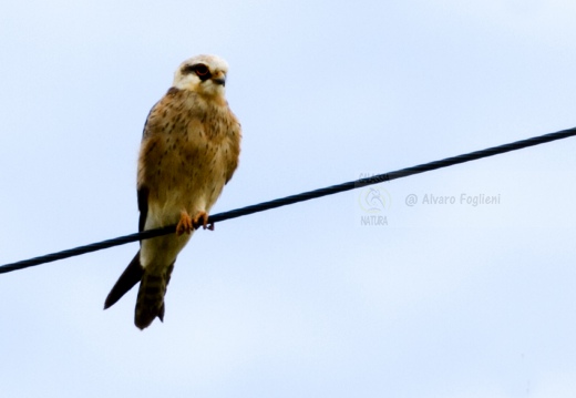 FALCO CUCULO, Red-footed Falcon, Falco vespertinus
