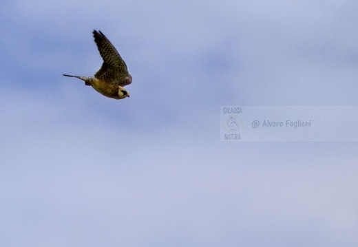 FALCO CUCULO, Red-footed Falcon, Falco vespertinus