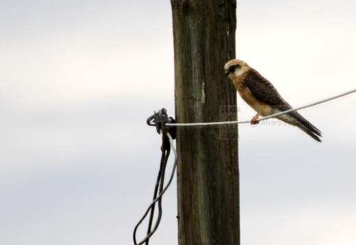FALCO CUCULO, Red-footed Falcon, Falco vespertinus