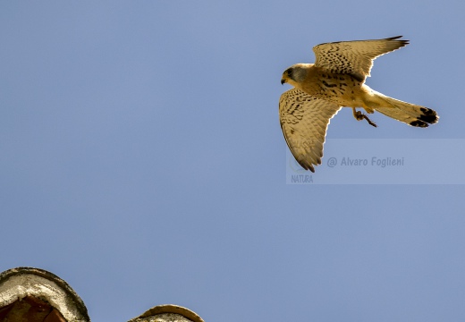 FALCO GRILLAIO; Lesser kestrel; Falco naumanni