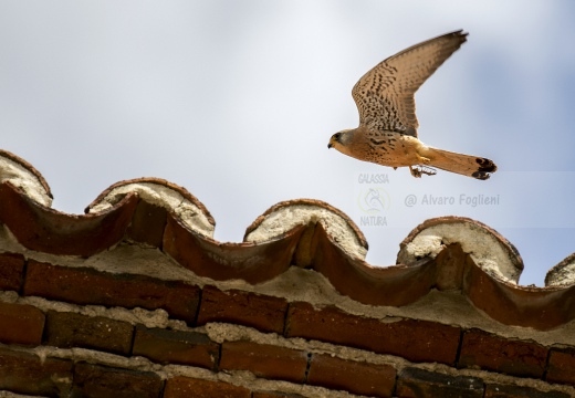 FALCO GRILLAIO; Lesser kestrel; Falco naumanni