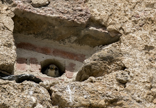 FALCO GRILLAIO; Lesser kestrel; Falco naumanni