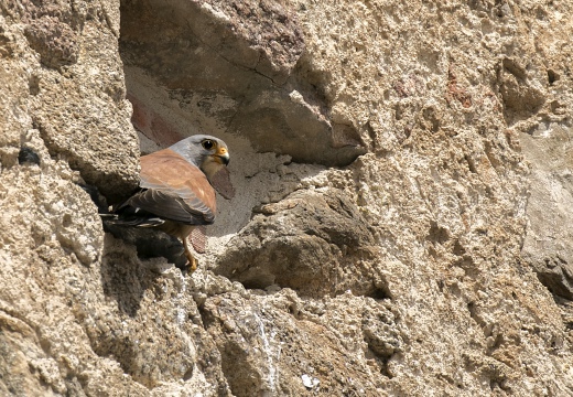 FALCO GRILLAIO; Lesser kestrel; Falco naumanni