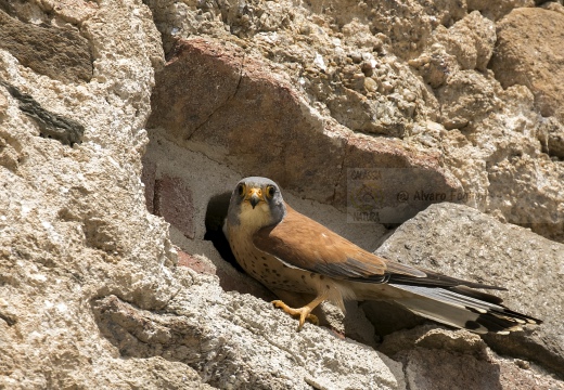 FALCO GRILLAIO; Lesser kestrel; Falco naumanni