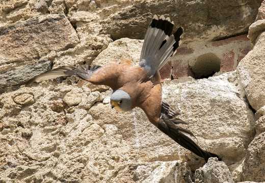 FALCO GRILLAIO; Lesser kestrel; Falco naumanni