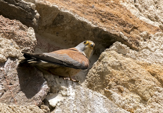 FALCO GRILLAIO; Lesser kestrel; Falco naumanni