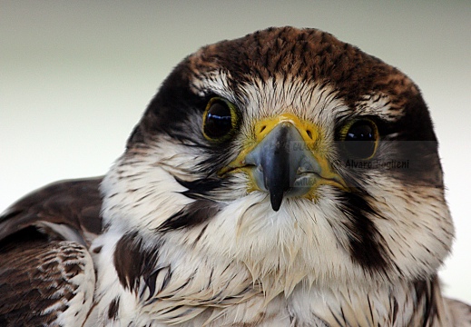 FALCO LANARIO; Lanner falcon; Falco biarmicus