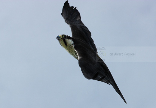 FALCO LANARIO; Lanner falcon; Falco biarmicus