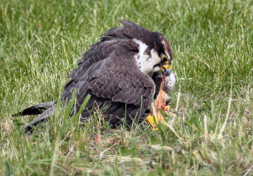 FALCO LANARIO; Lanner falcon; Falco biarmicus