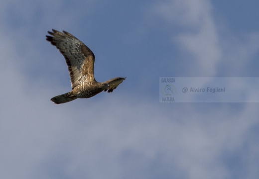 FALCO PECCHIAIOLO , Honey Buzzard, Pernis apivorus