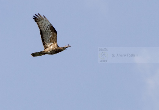 FALCO PECCHIAIOLO , Honey Buzzard, Pernis apivorus