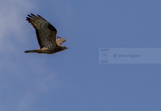 FALCO PECCHIAIOLO , Honey Buzzard, Pernis apivorus