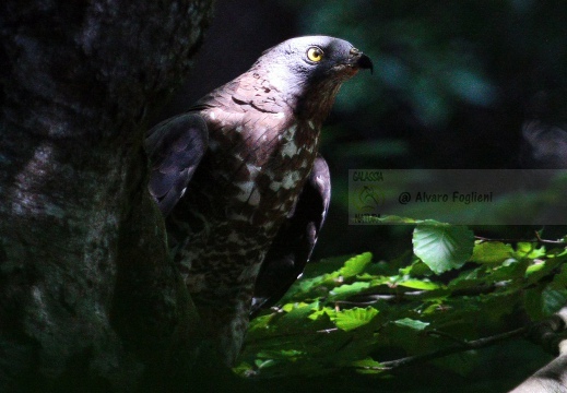 FALCO PECCHIAIOLO , Honey Buzzard, Pernis apivorus