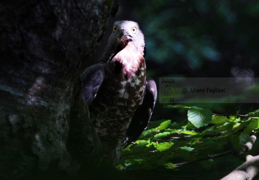 FALCO PECCHIAIOLO , Honey Buzzard, Pernis apivorus