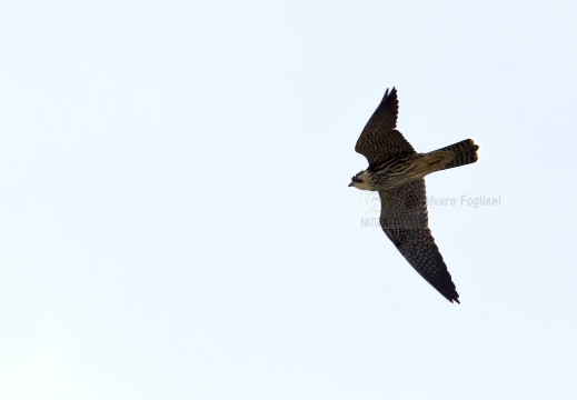 FALCO PELLEGRINO, Peregrine Falcon, Falco peregrinus 