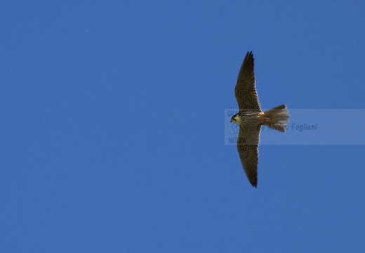 FALCO PELLEGRINO, Peregrine Falcon, Falco peregrinus 