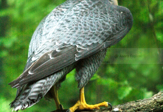FALCO PELLEGRINO, Peregrine Falcon, Falco peregrinus 