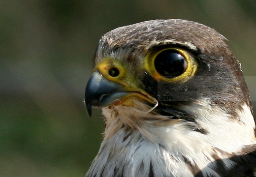 Falco pellegrino