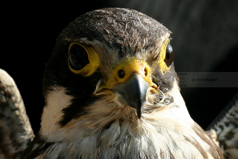 Falco pellegrino IMG_10685.jpg