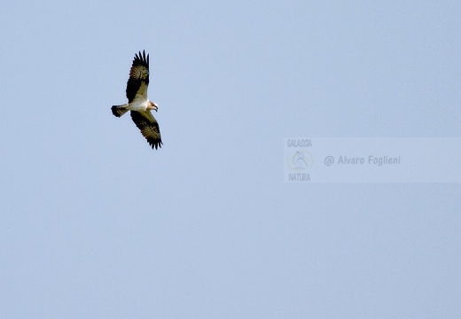 FALCO PESCATORE, Osprey, Pandion haliaetus