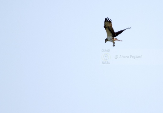 FALCO PESCATORE, Osprey, Pandion haliaetus