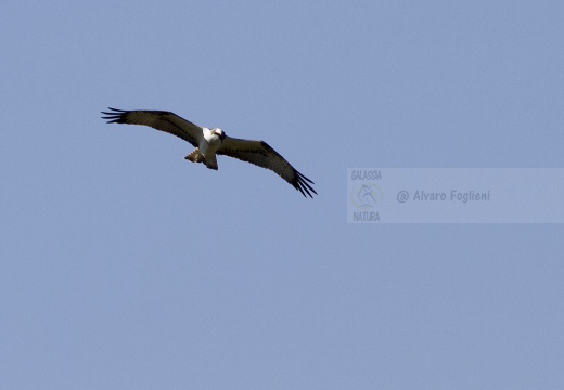 FALCO PESCATORE, Osprey, Pandion haliaetus