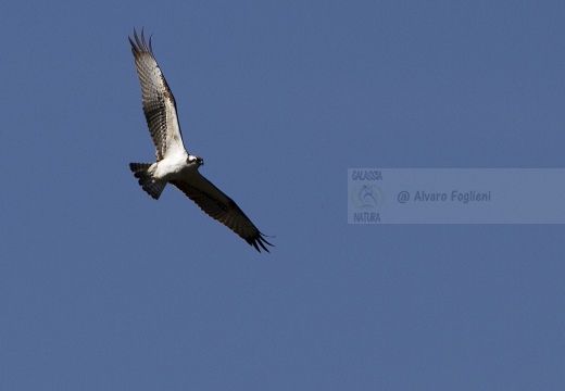 FALCO PESCATORE, Osprey, Pandion haliaetus