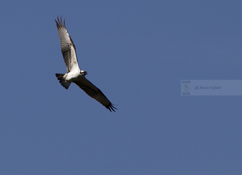 Falco pescatore  IMG_B8914.jpg