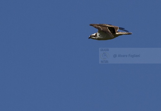 FALCO PESCATORE, Osprey, Pandion haliaetus