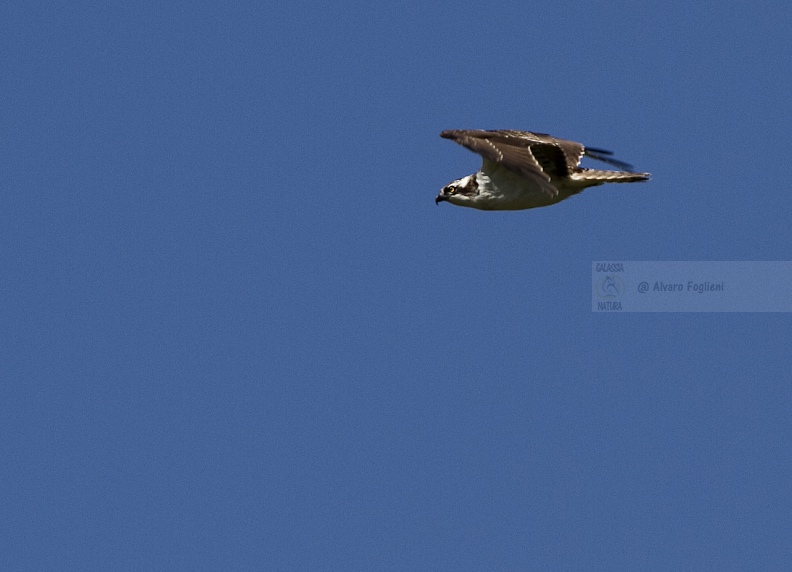 Falco pescatore  IMG_B8929.jpg
