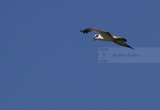 FALCO PESCATORE, Osprey, Pandion haliaetus