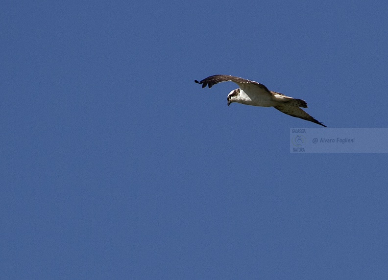 Falco pescatore  IMG_B8962.jpg