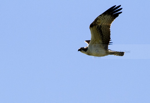 FALCO PESCATORE, Osprey, Pandion haliaetus