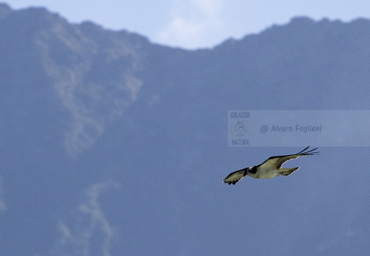 FALCO PESCATORE, Osprey, Pandion haliaetus